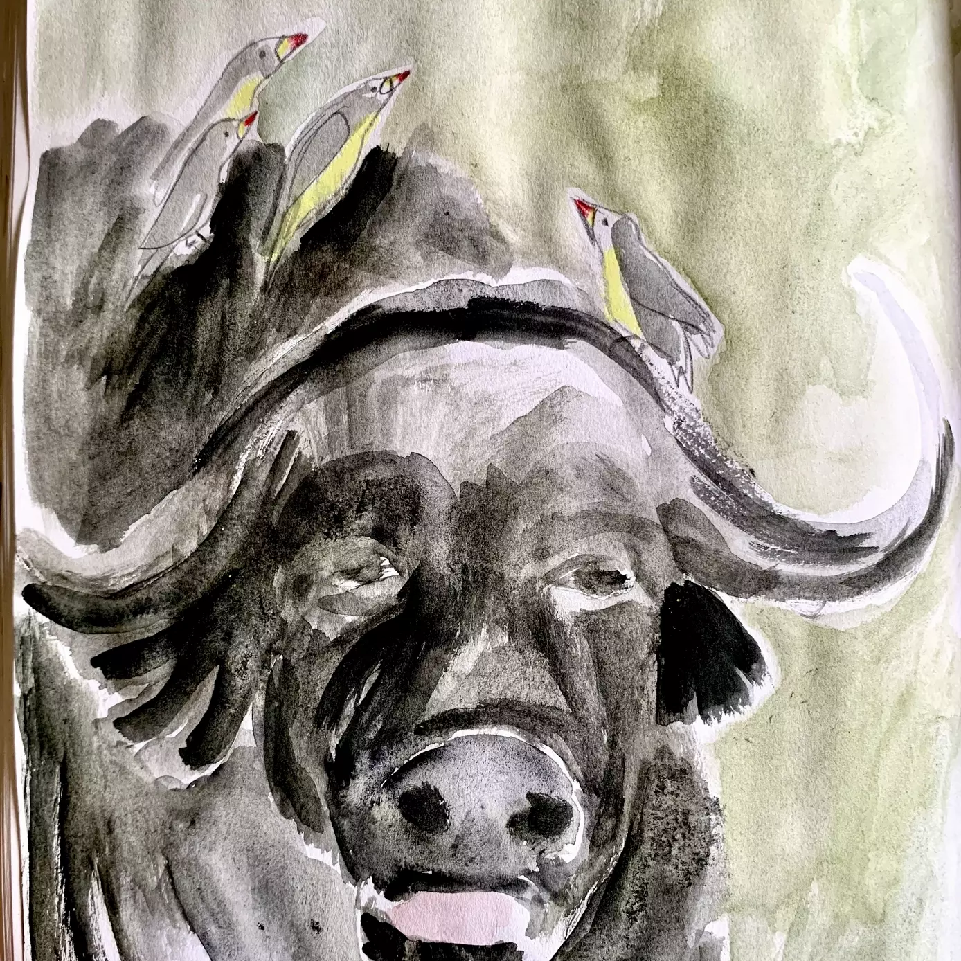 A watercolour illustration of a bison looking sleepy. On his back are 4 yellow birds with red beaks, who like to perch on his back, and eat any fleas and ticks they find. 
